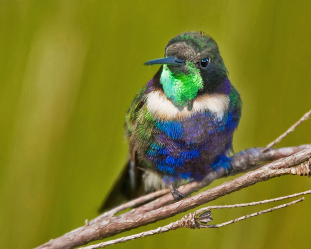 Beija-flor-de-gravata-verde, representando a fauna da Serra do Espinhaço